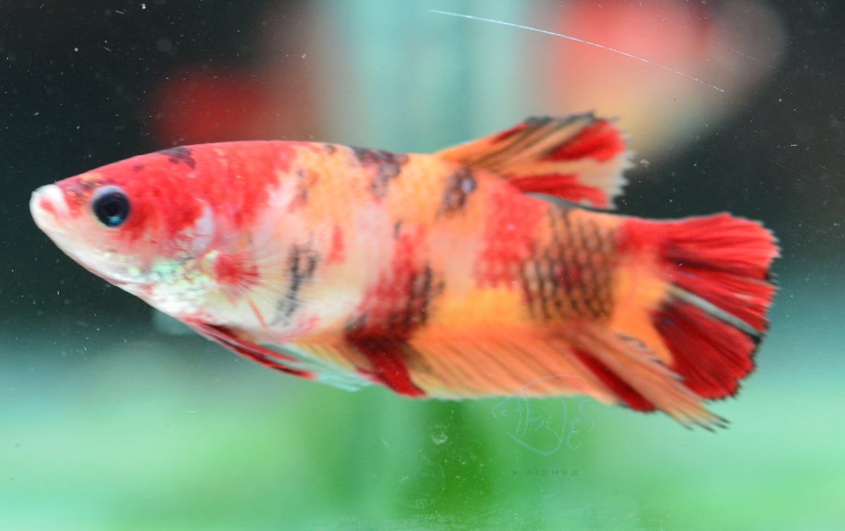 Giant Nemo HMPK Female