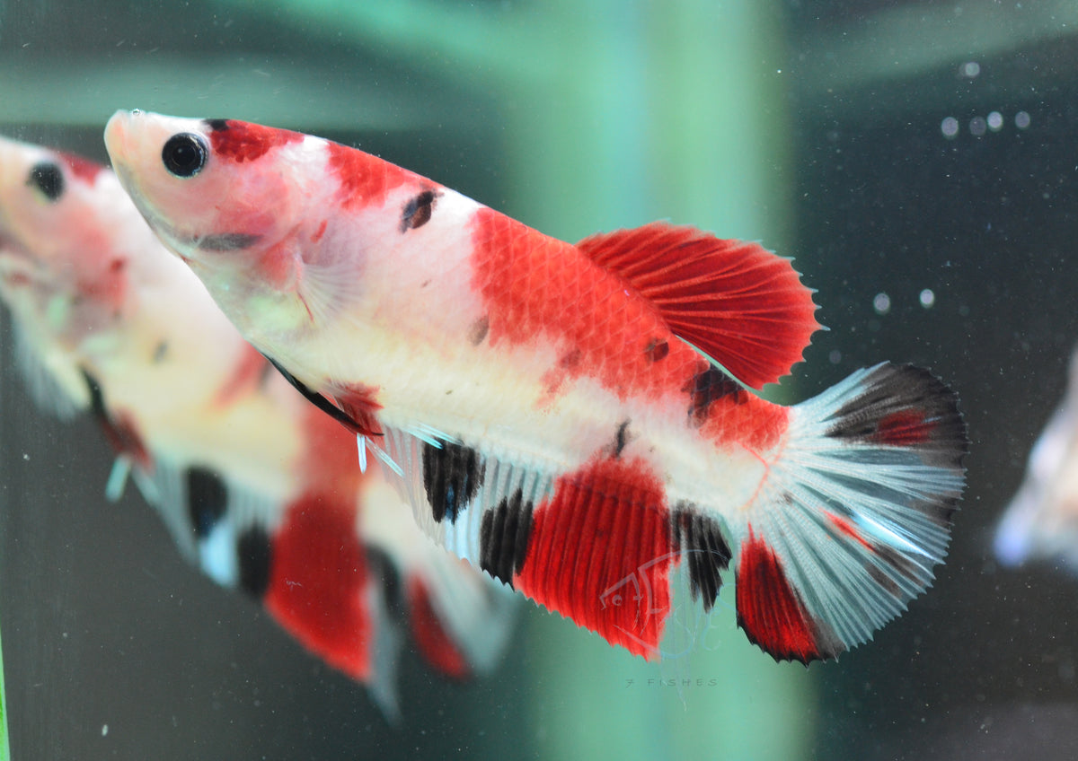 Giant Koi HMPK Female