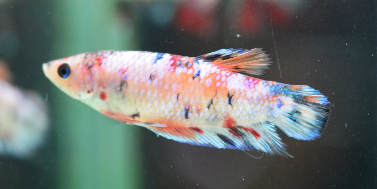 Giant Dalmatian HMPK Female