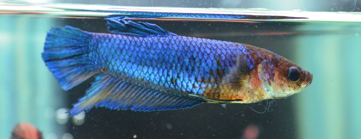 Giant Blue HMPK Female