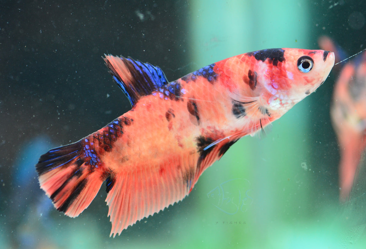 Giant Nemo HMPK Female