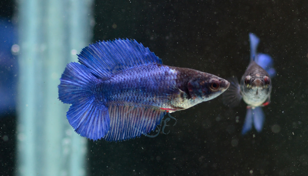 Blue Doubletail Female