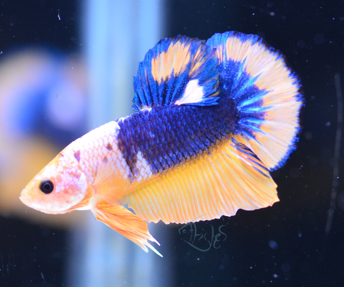 Yellow Fancy HMPK Male