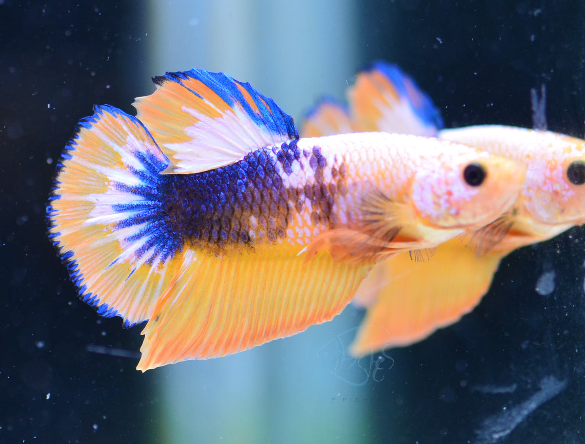 Yellow Fancy HMPK Male