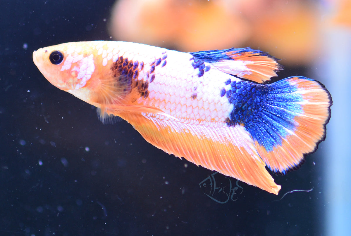 Yellow Fancy HMPK Male