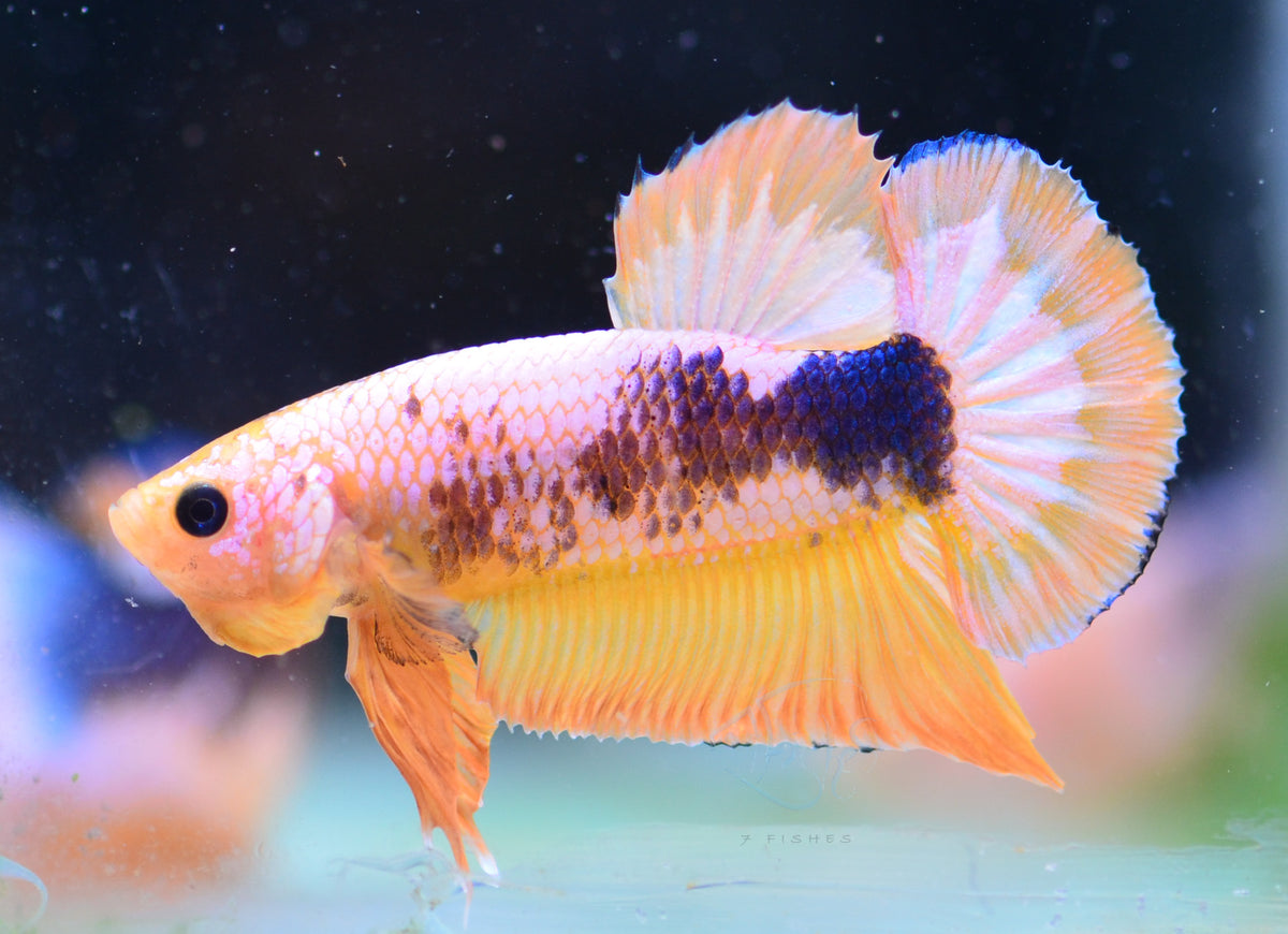 Yellow Fancy HMPK Male