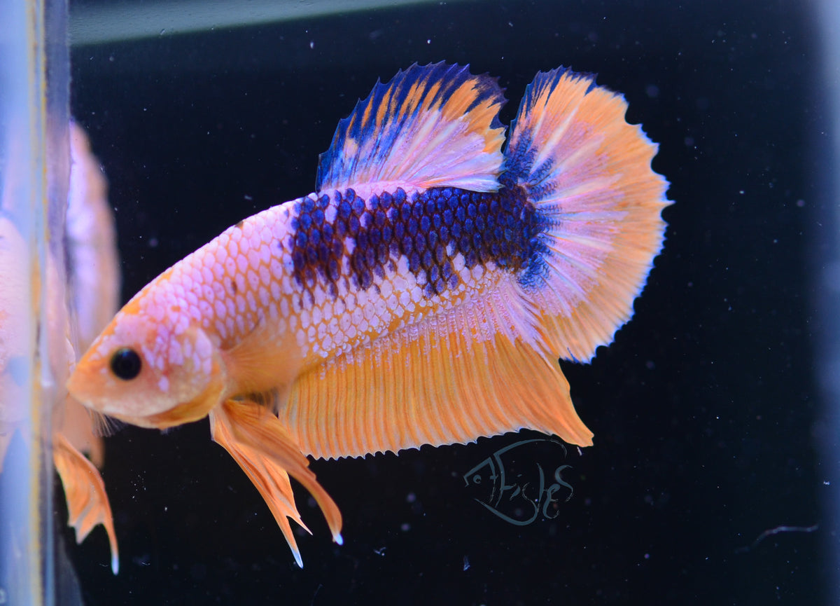 Yellow Fancy HMPK Male