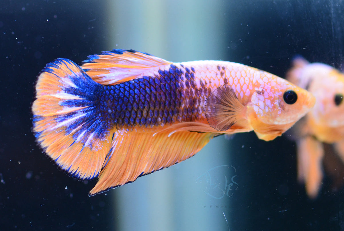 Yellow Fancy HMPK Male