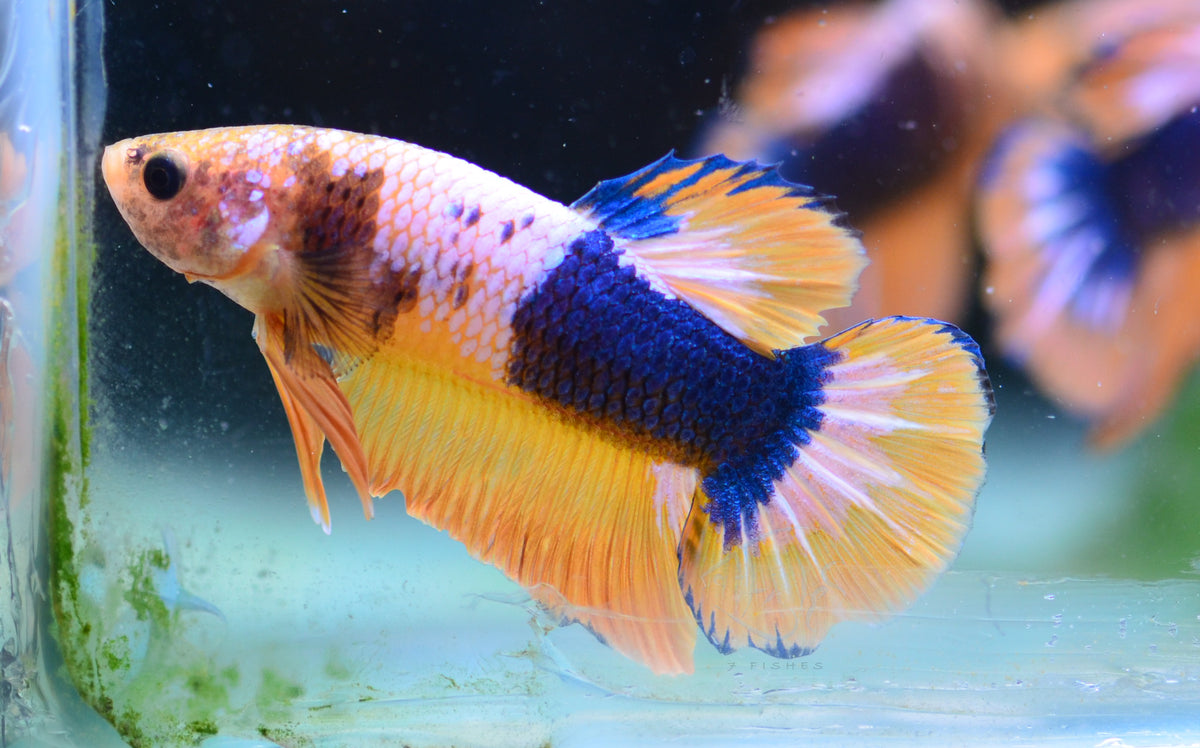 Yellow Fancy HMPK Male