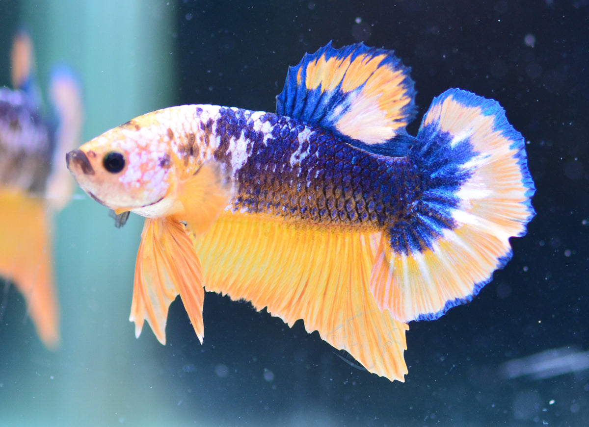 Yellow Fancy HMPK Male