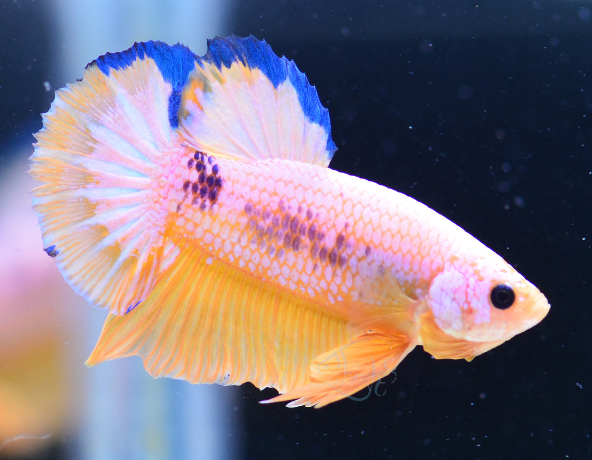 Yellow Fancy HMPK Male