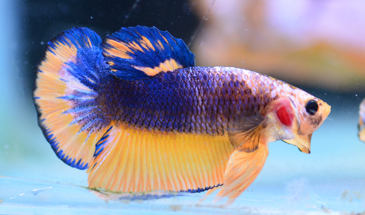 Yellow Fancy HMPK Male