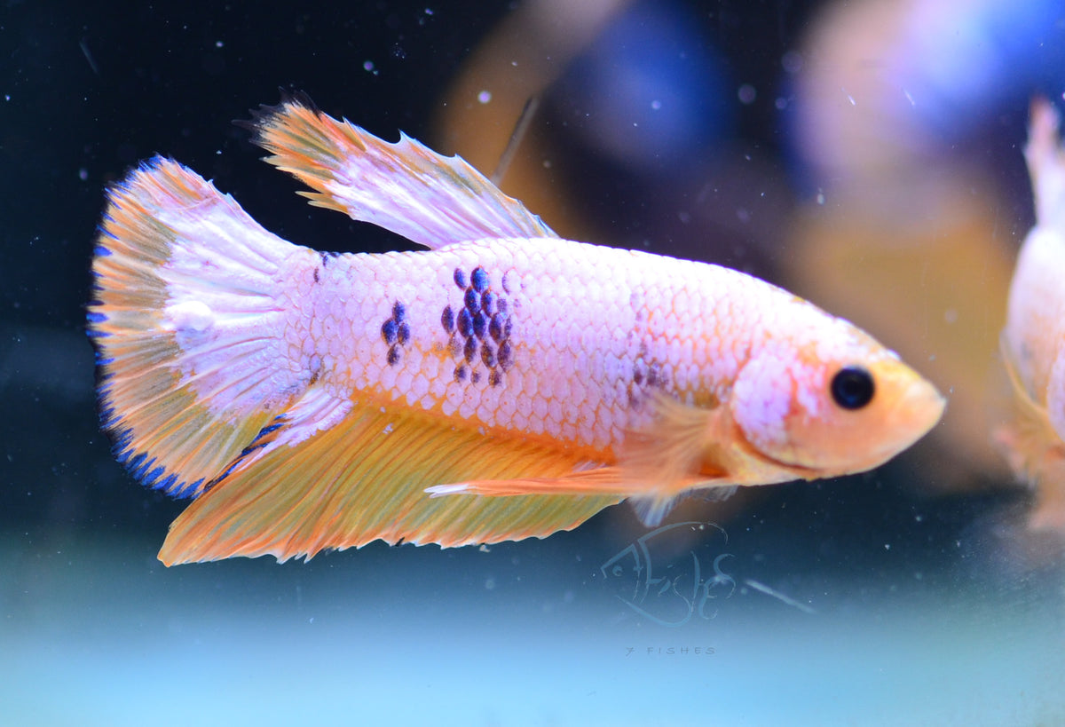 Yellow Fancy HMPK Male