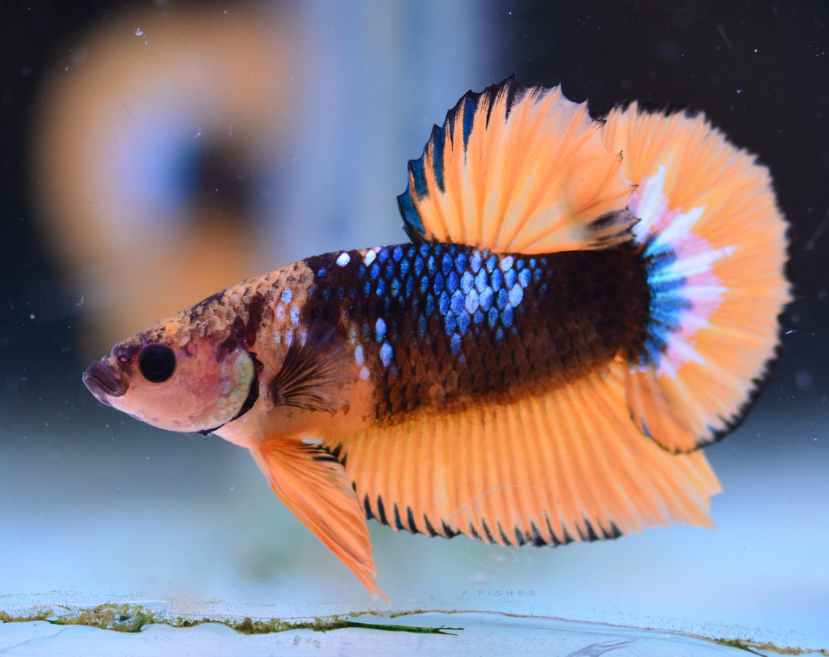 Yellow Fancy HMPK Male