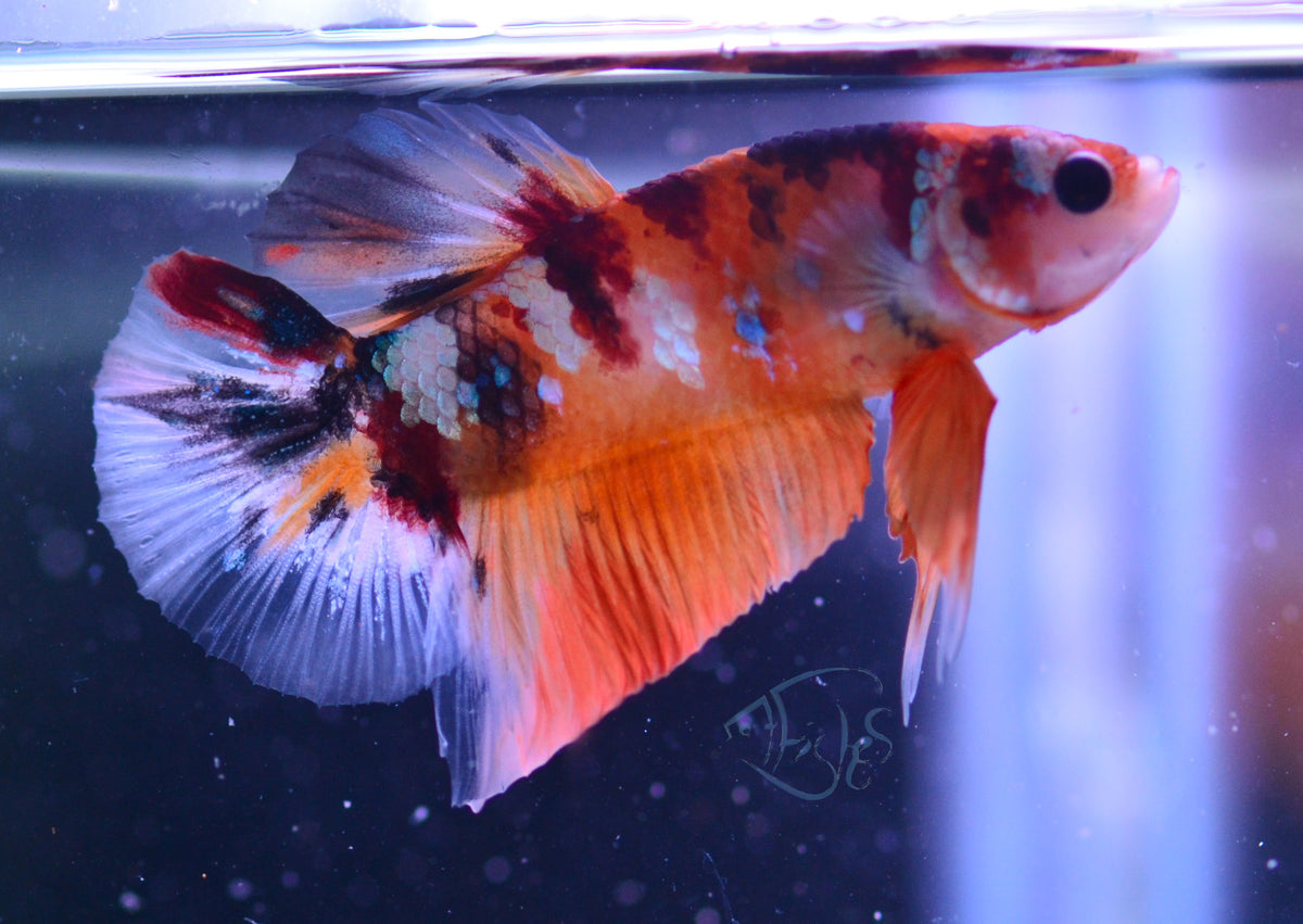 Nemo Galaxy HMPK Male