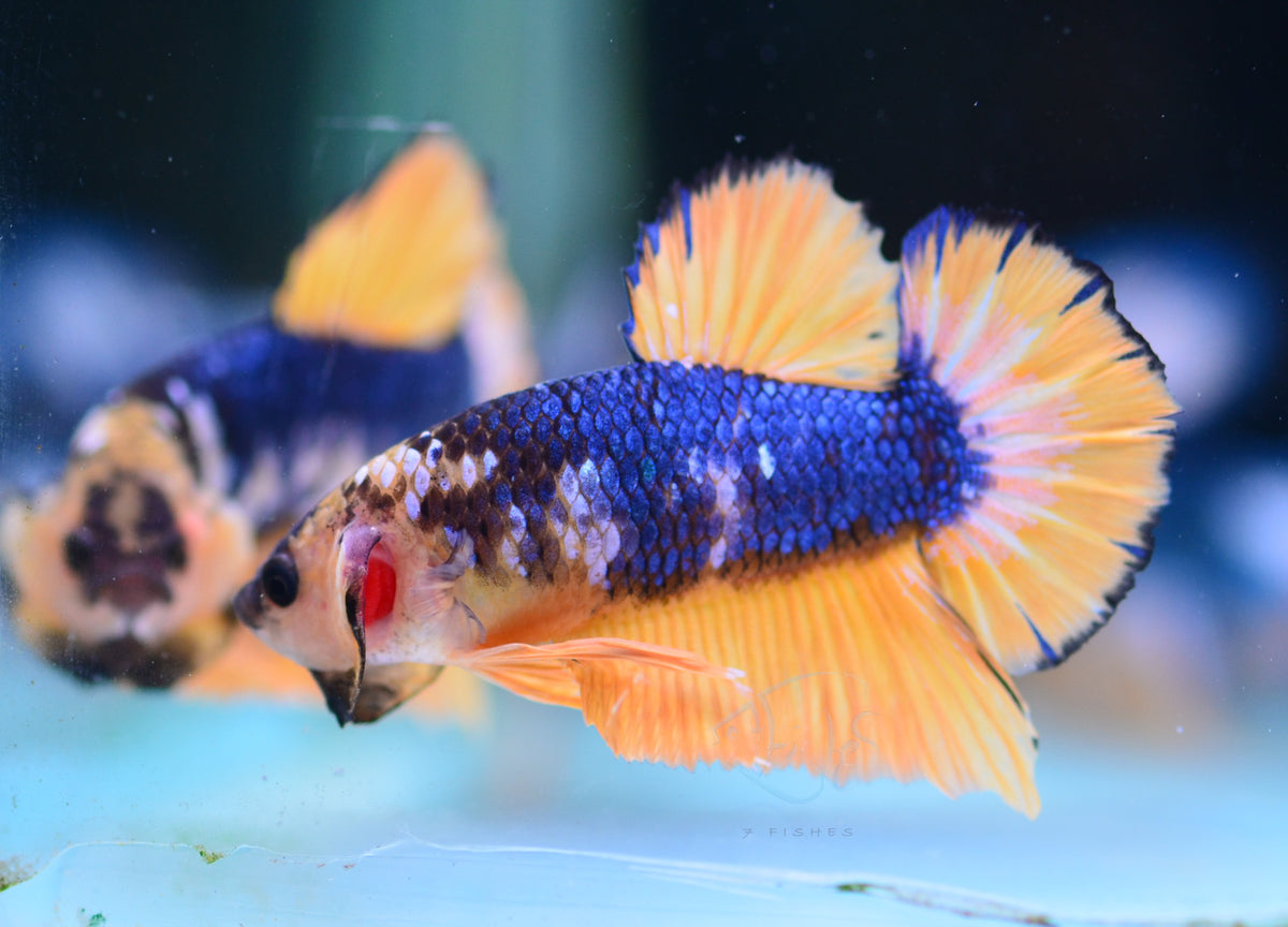 Yellow Fancy HMPK Male