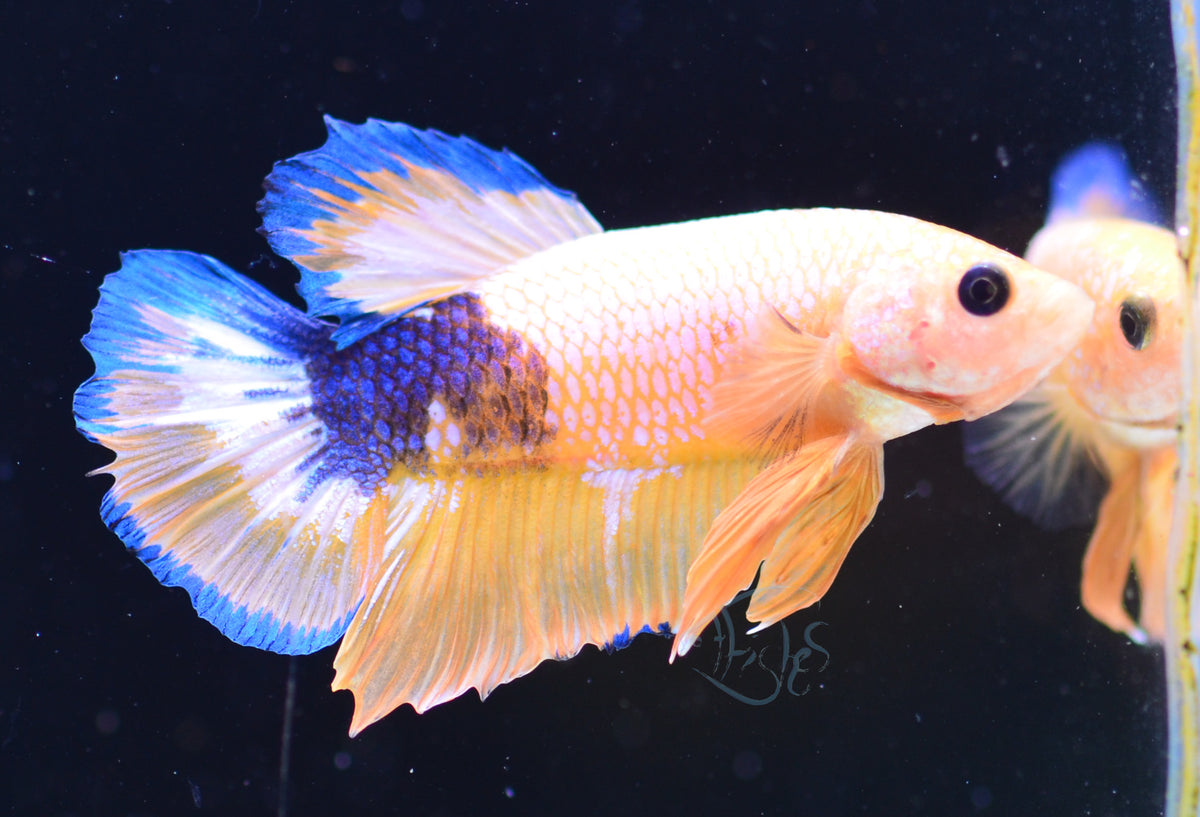 Yellow Fancy HMPK Male