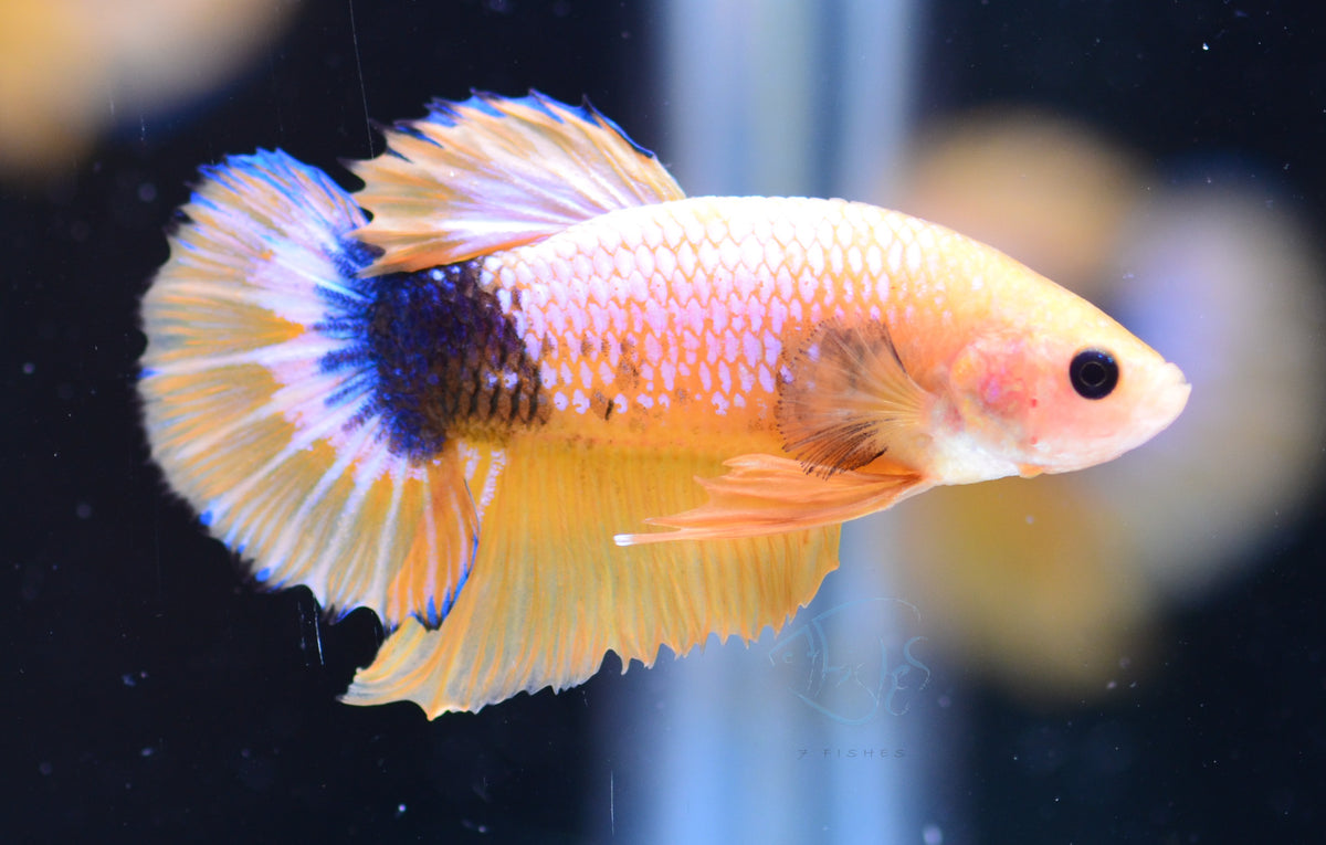 Yellow Fancy HMPK Male