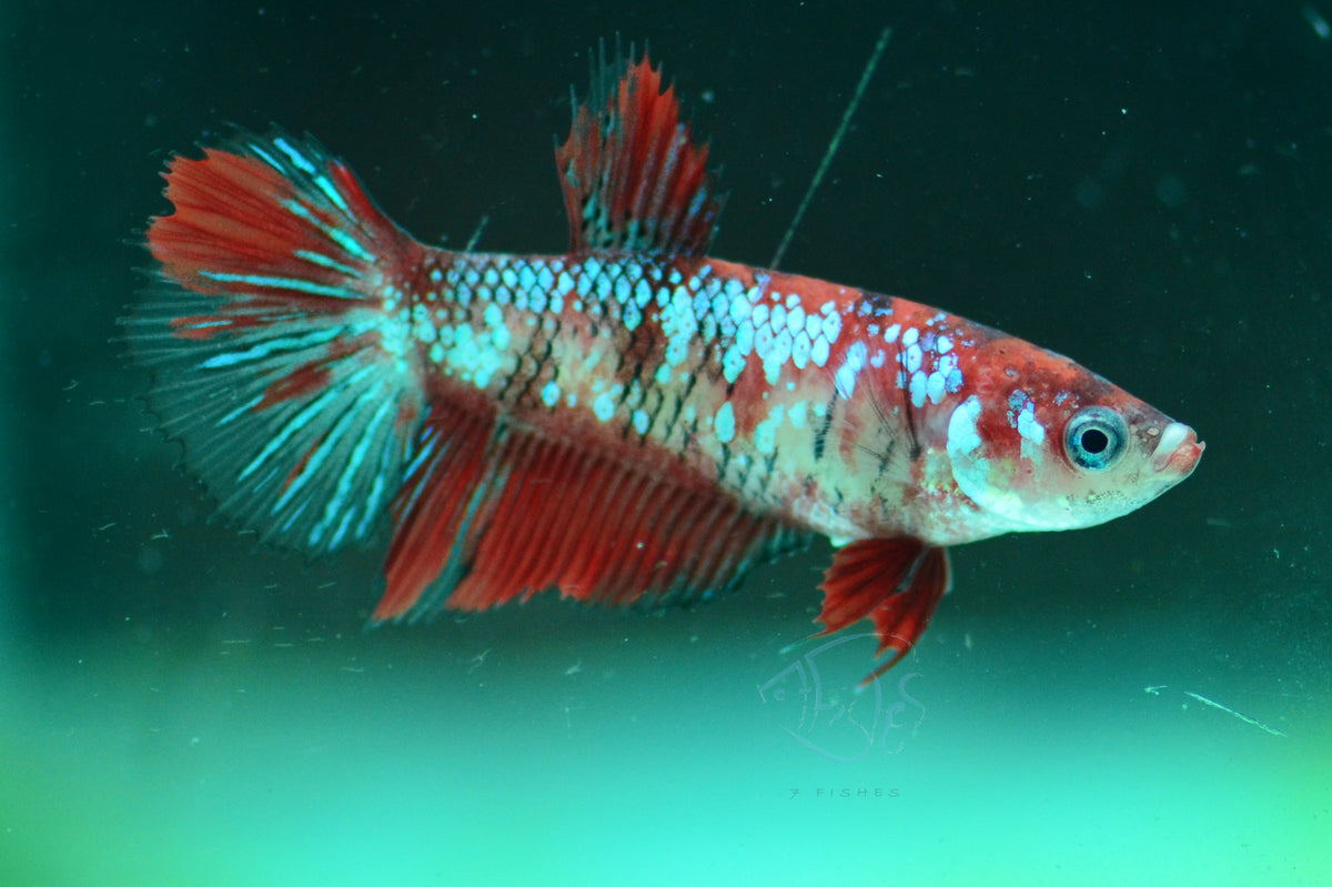 Koi Halfmoon Female