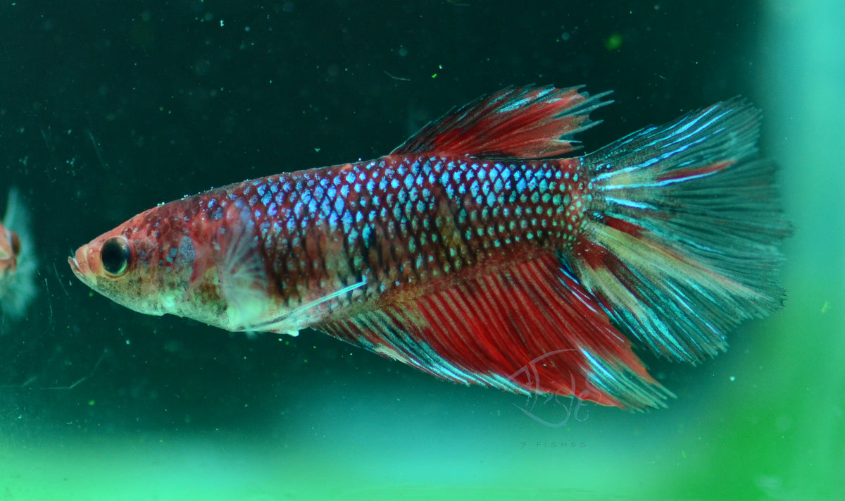 Koi Halfmoon Female