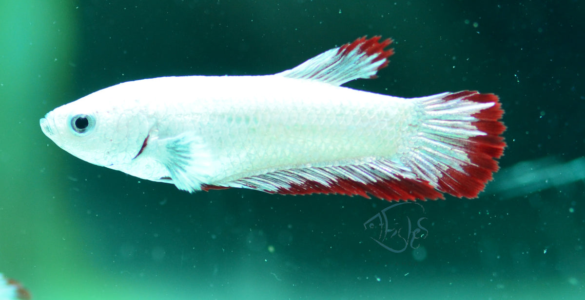 Red Snow Dragon HMPK Female