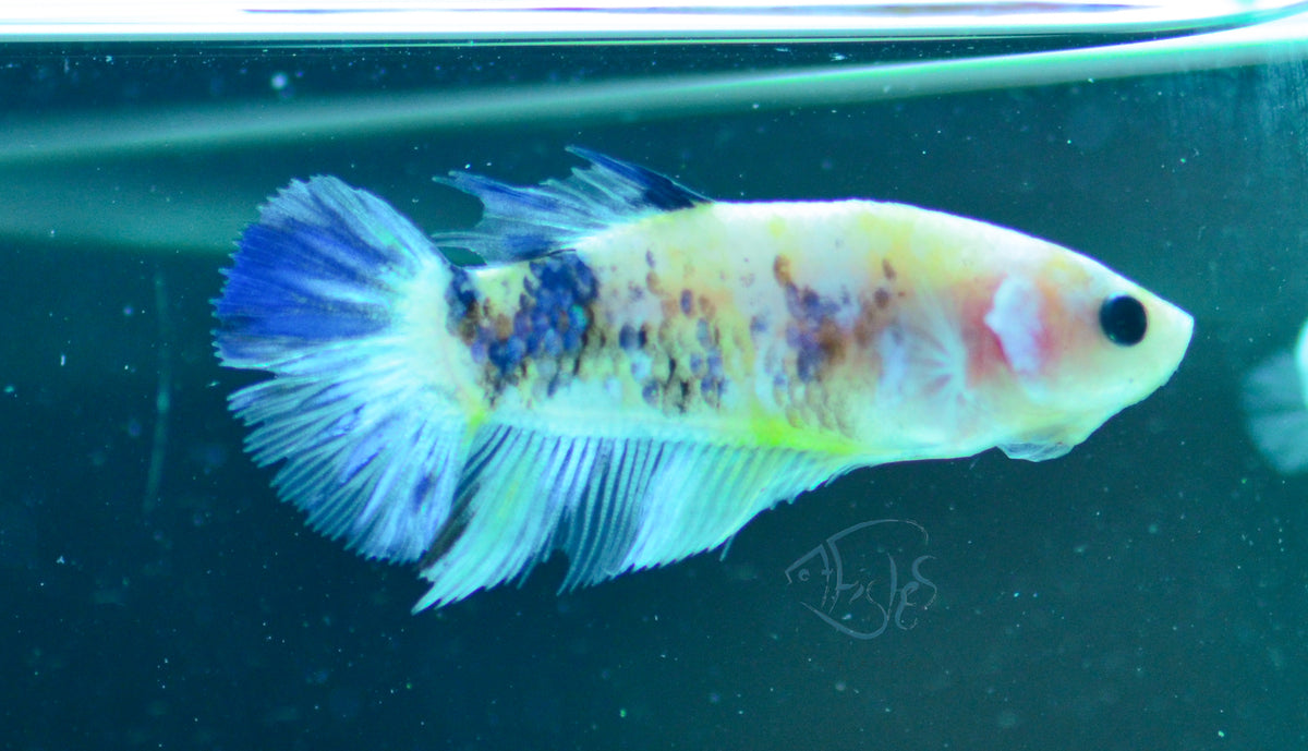 Yellow Koi HMPK Female