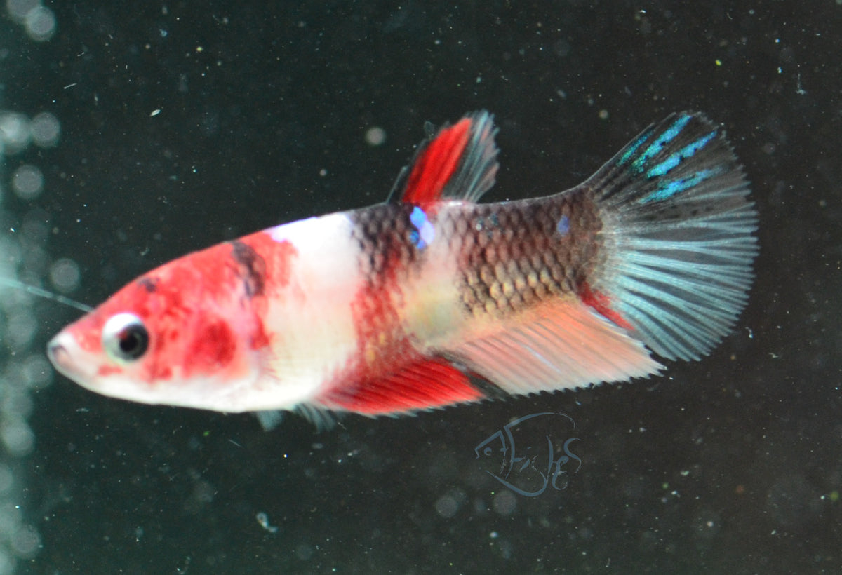 Koi Plakat Female