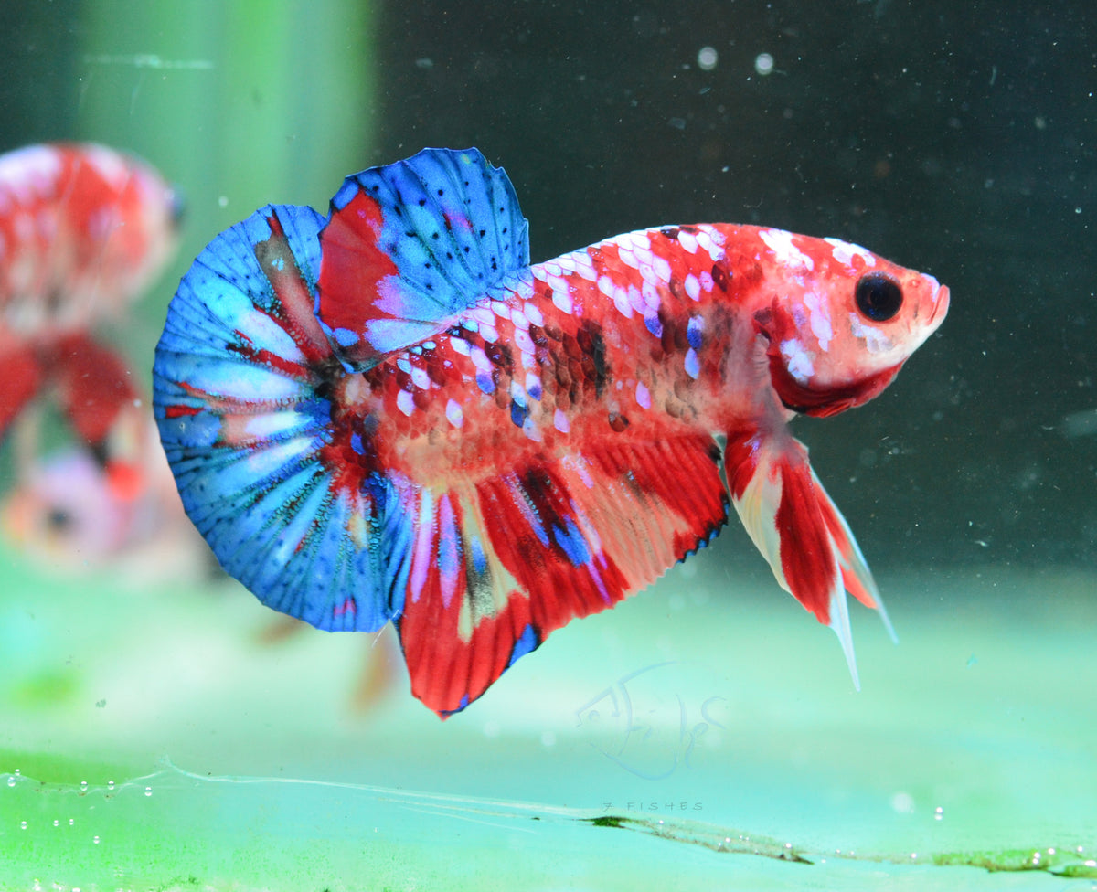 Red Galaxy HMPK Male