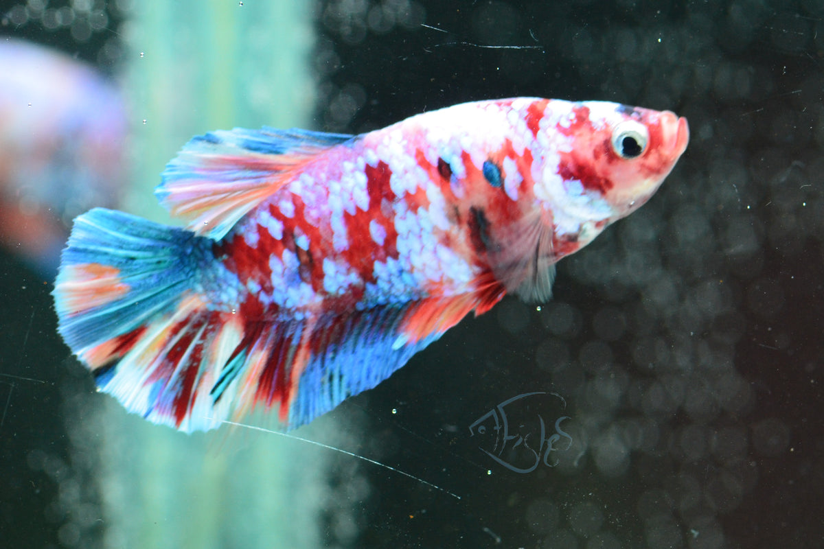 Nemo Galaxy Plakat Male