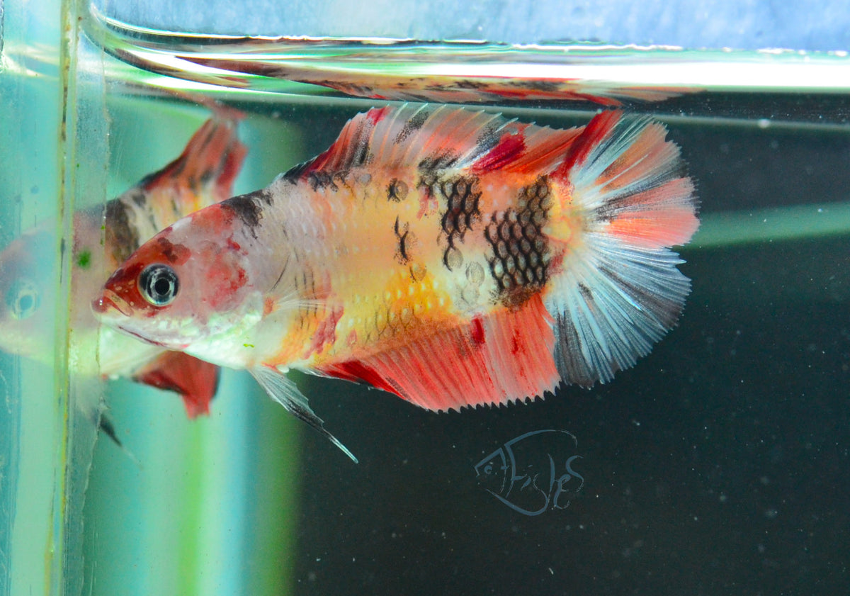 Nemo DTPK Female