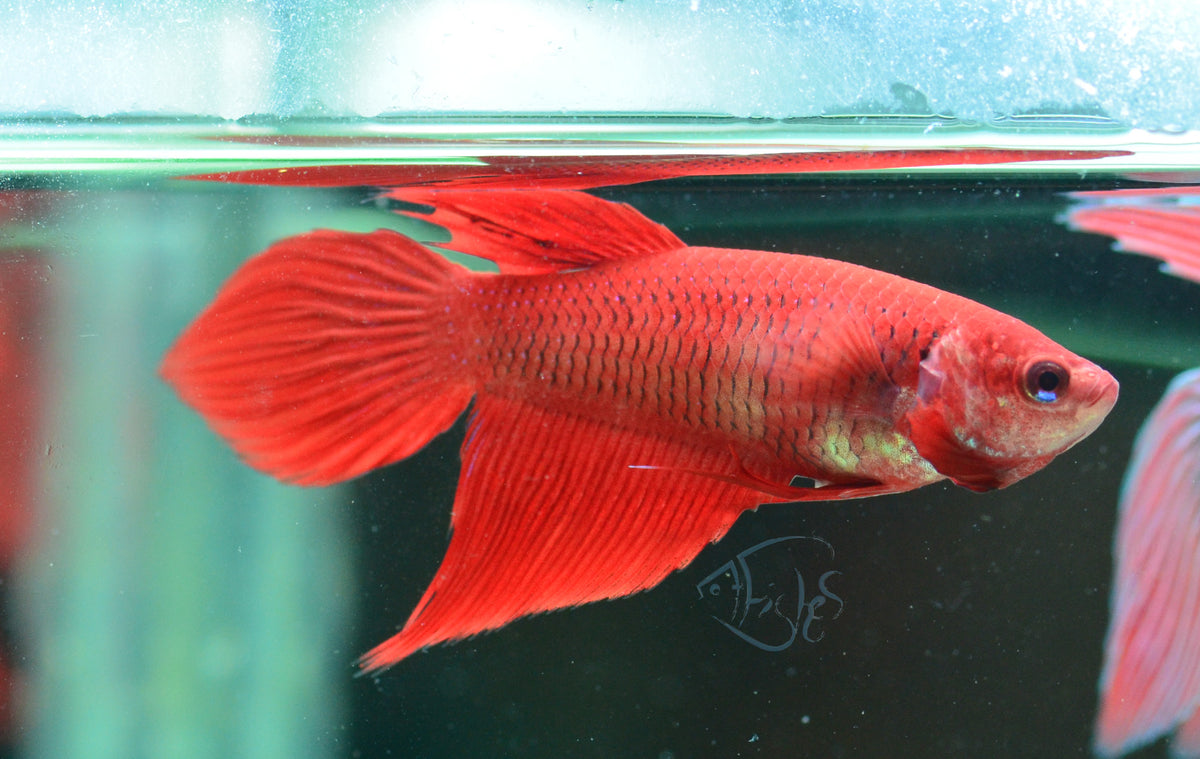 Red Veiltail Female