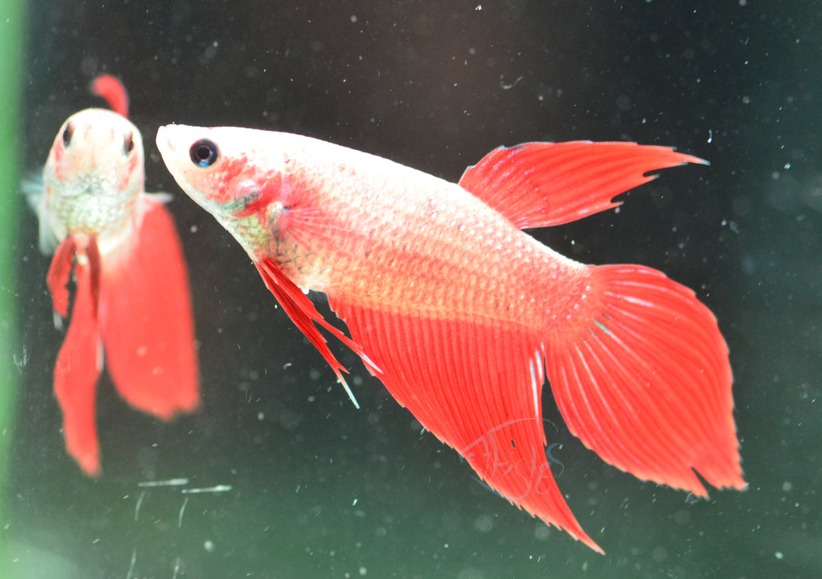 Cambodian Veiltail Female