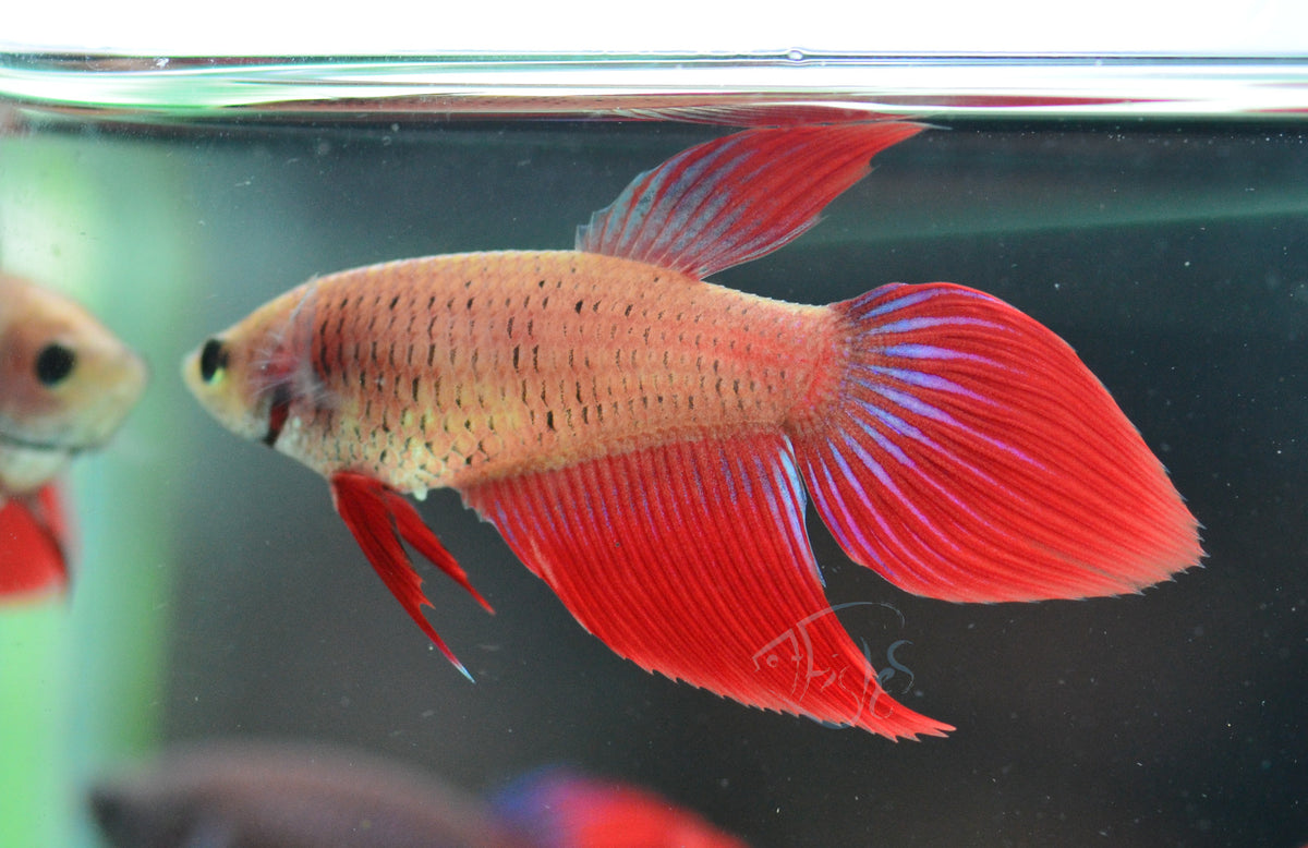 Cambodian Veiltail Female