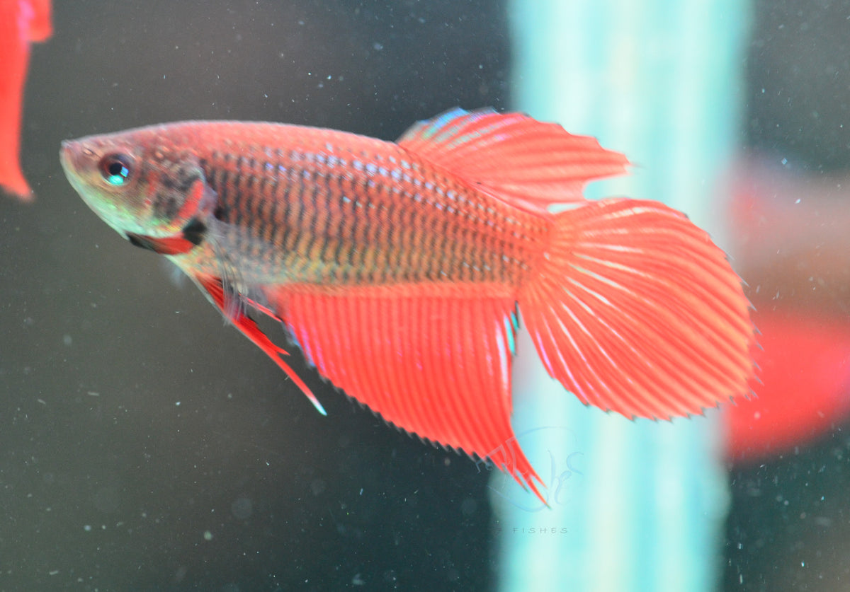 Red Veiltail Female