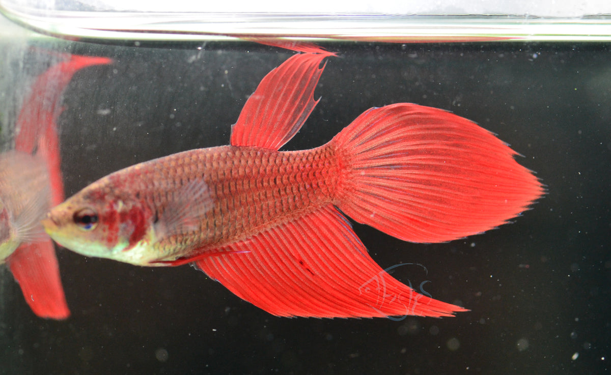 Red Veiltail Female