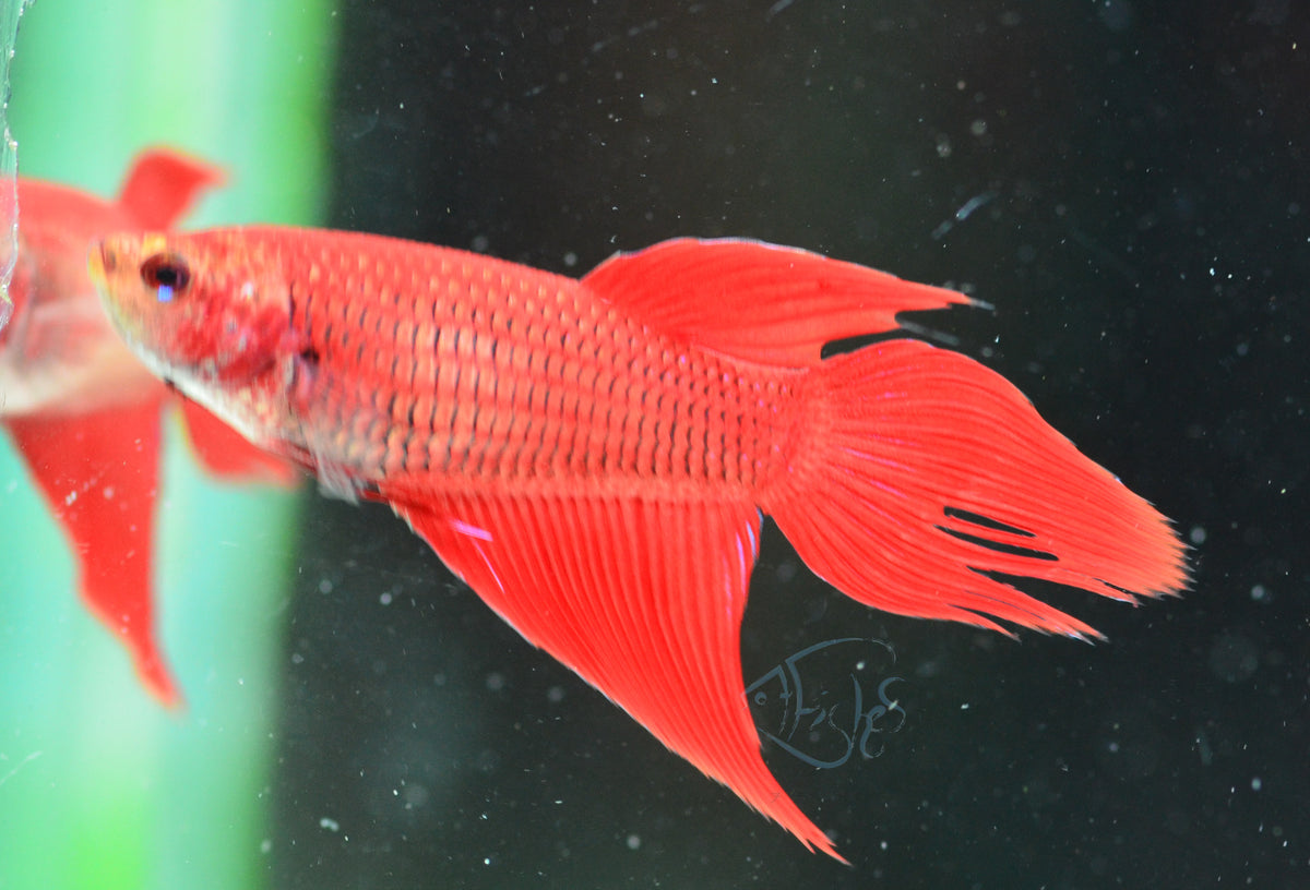 Red Veiltail Female