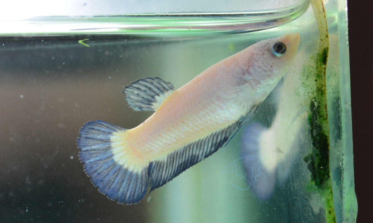 Blue Rim Plakat Female