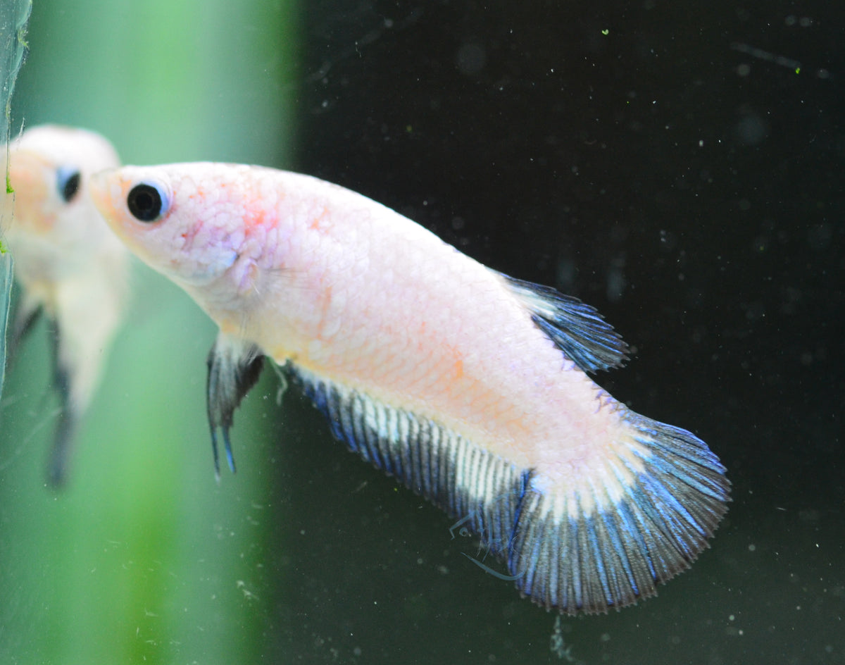 Blue Rim Plakat Female