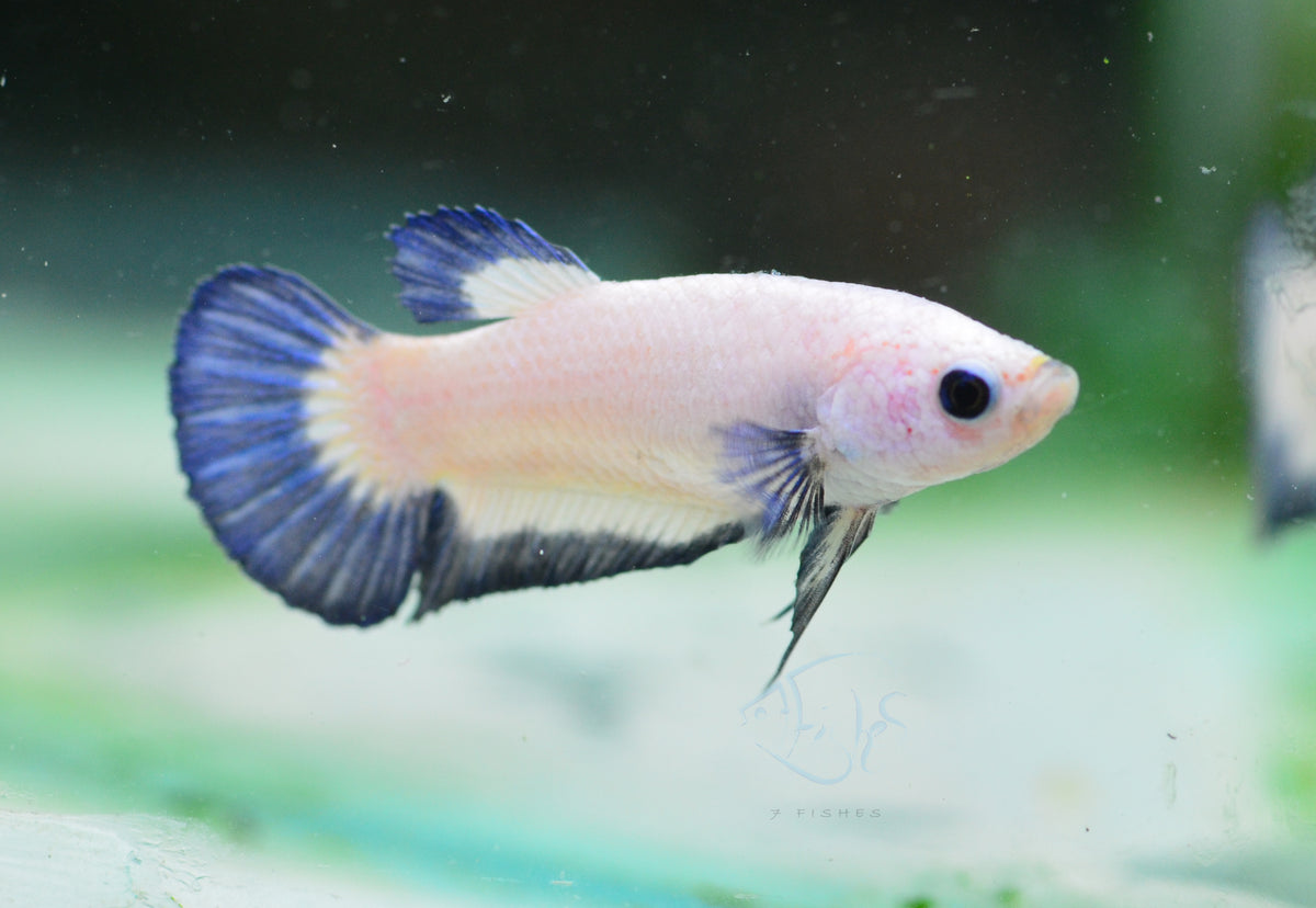 Blue Rim Plakat Female