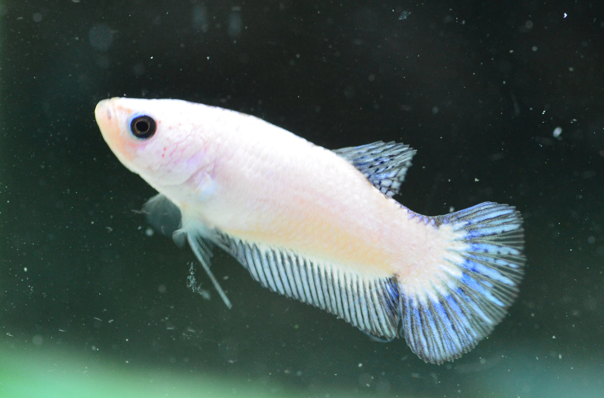 Blue Rim Plakat Female