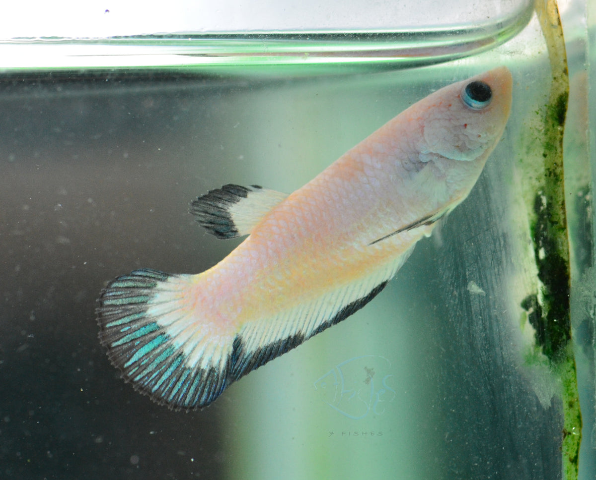 Blue Rim Plakat Female