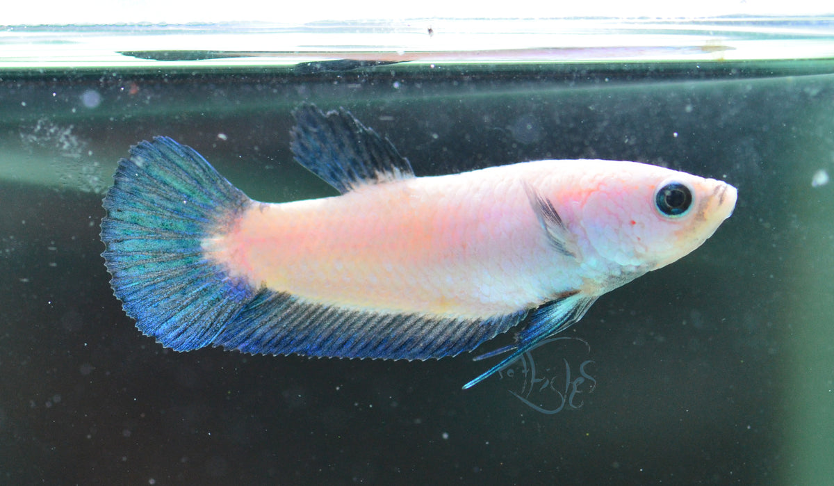 Blue Rim Plakat Female