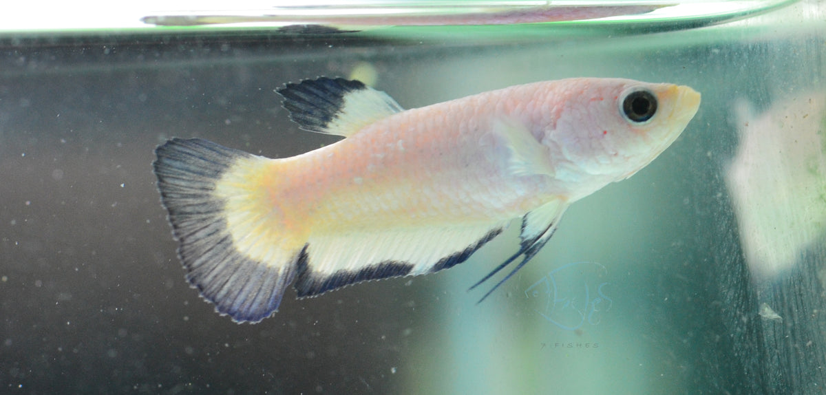 Blue Rim Plakat Female
