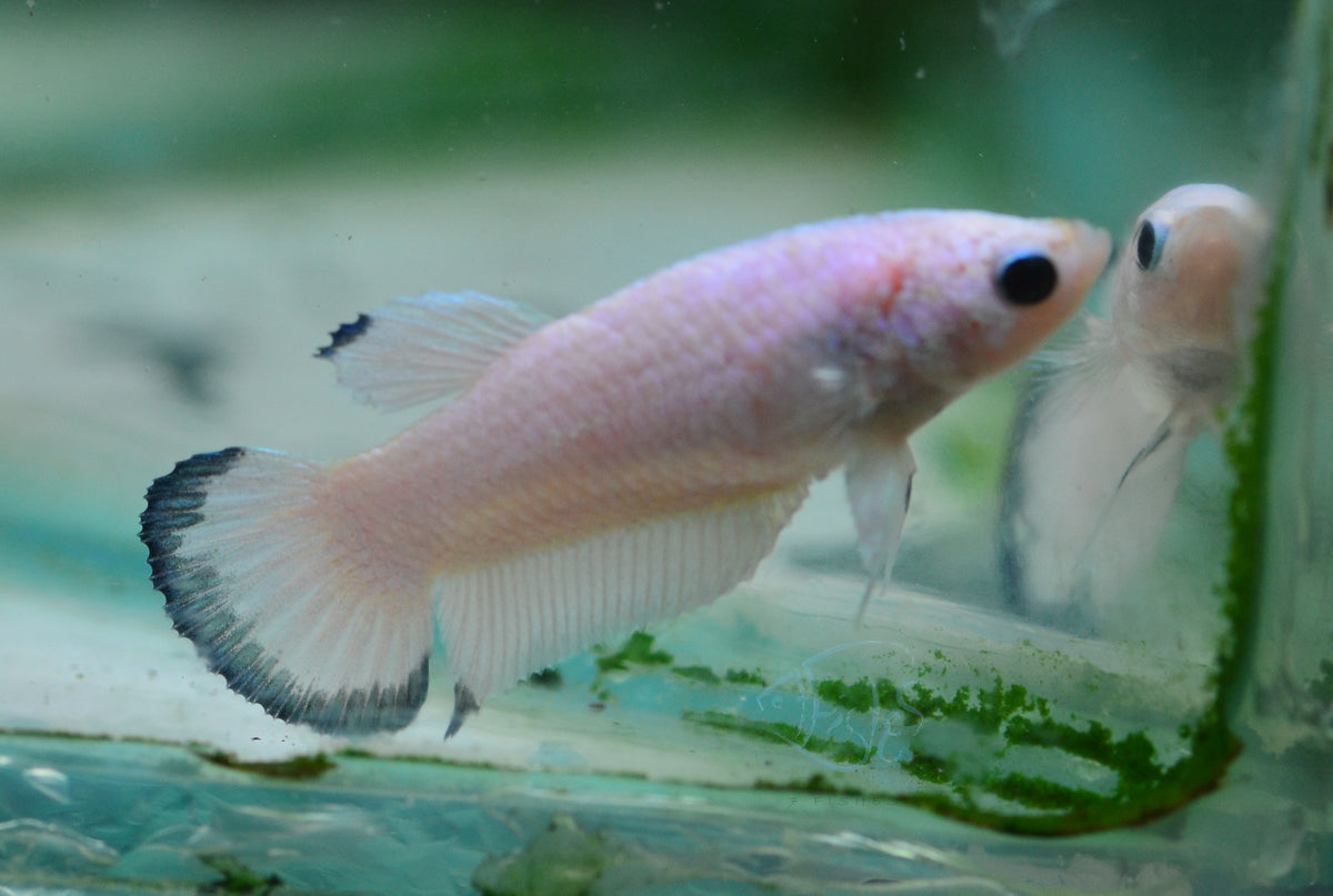 Blue Rim Plakat Female