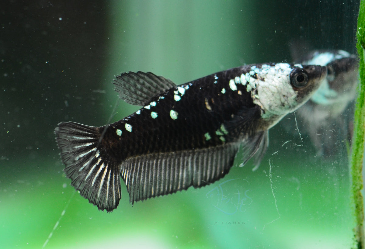 Black Samurai HMPK Female