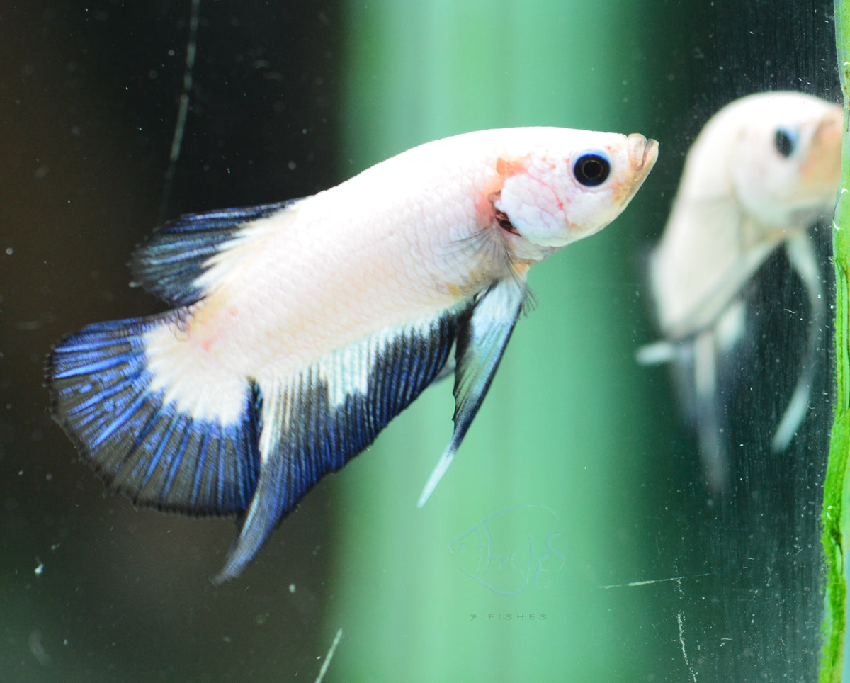 Blue Rim Plakat Male