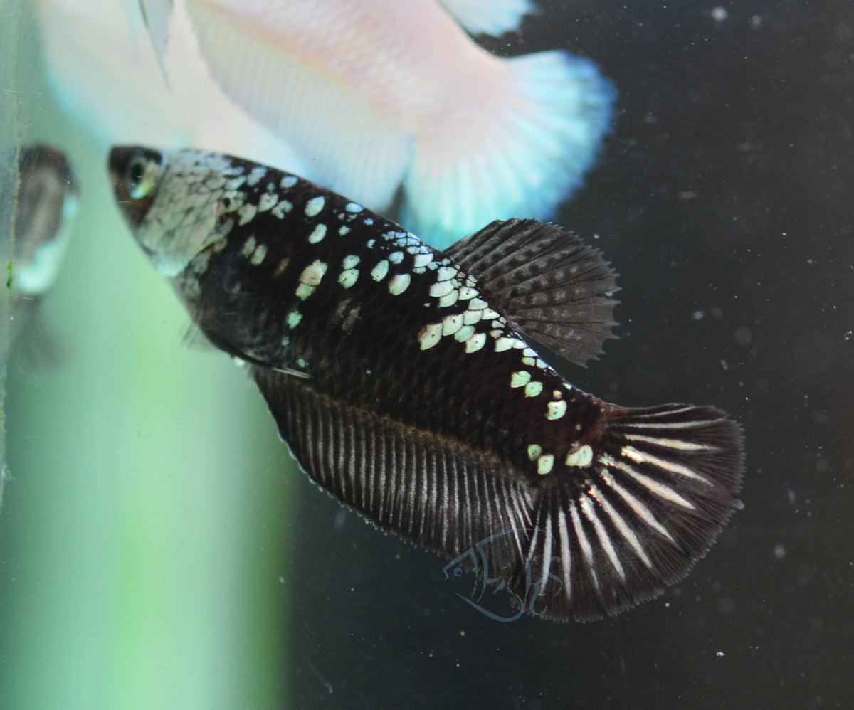 Black Samurai HMPK Female