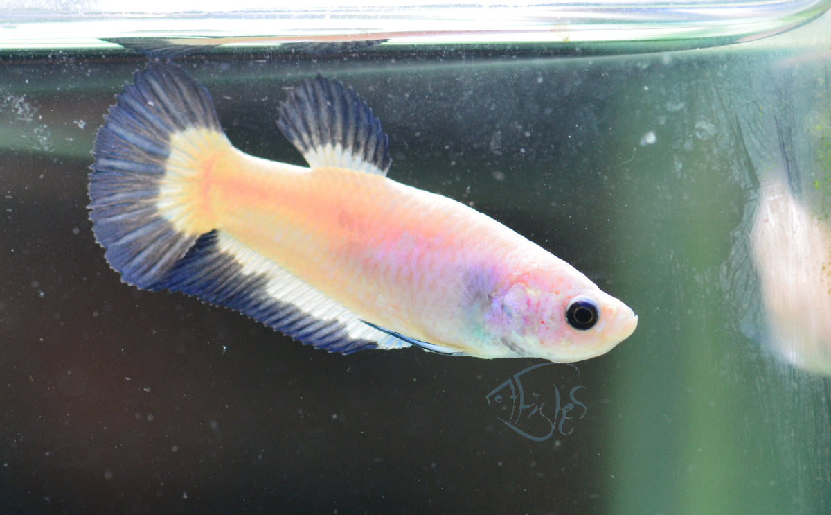Blue Rim Plakat Female