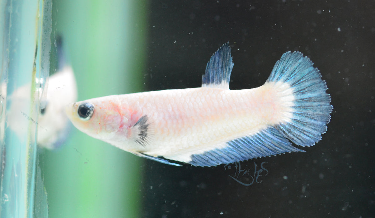 Blue Rim Plakat Female