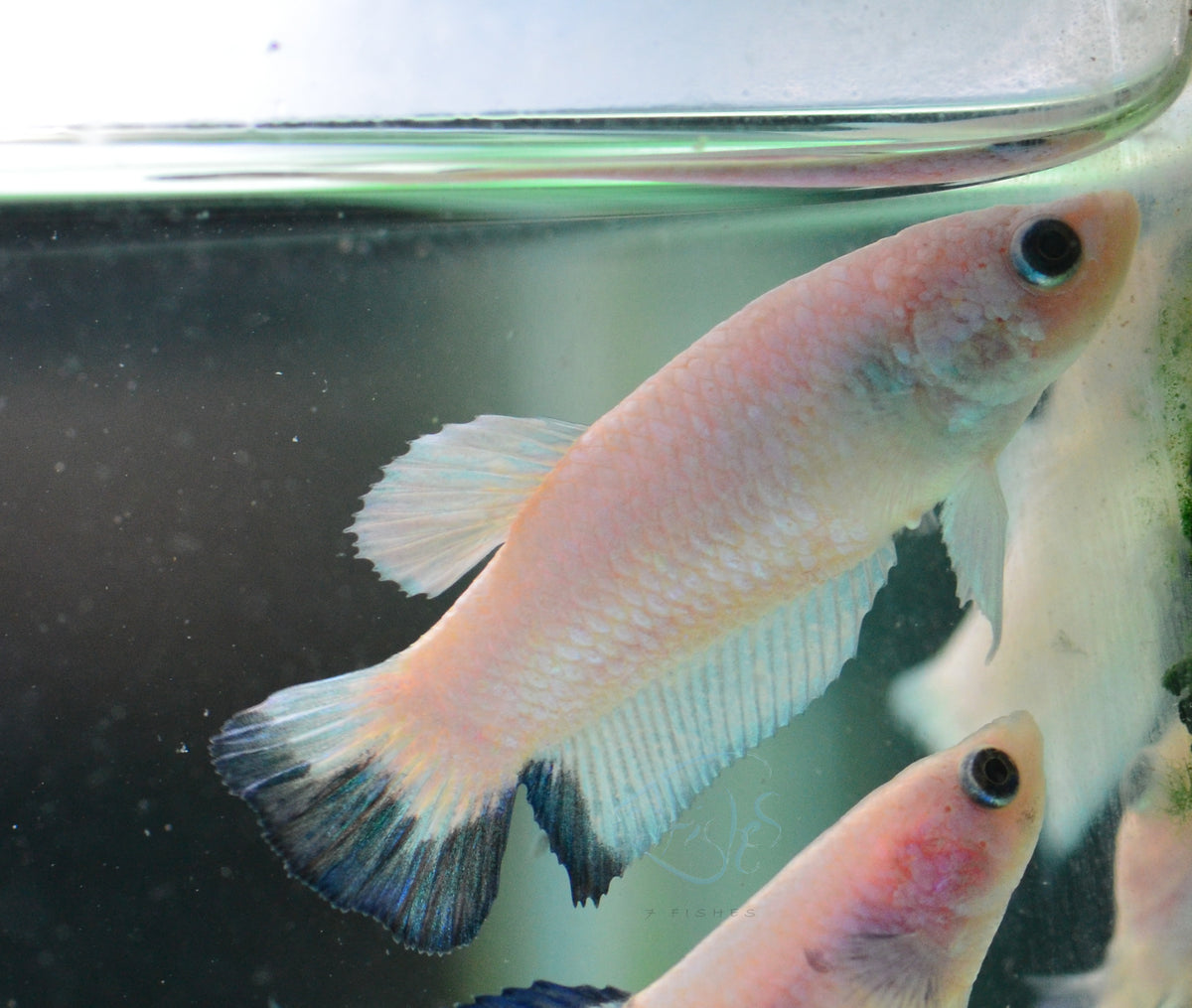 Blue Rim Plakat Female